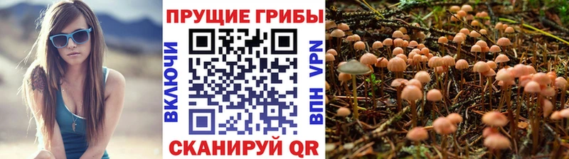 Псилоцибиновые грибы Cubensis  Заринск 